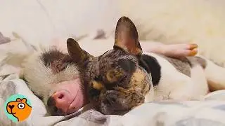 Pig And Puppy Think They&rsquo;re Twins. No One Saw it! | Cuddle Buddies