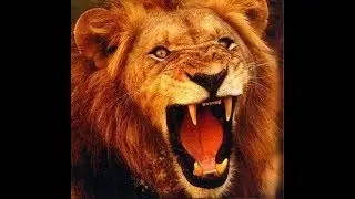 DEKHO DEKHO KON AYA SHER AYA PMLN NEW SONG