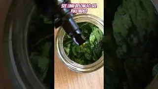 Using peppermint leaves to make peppermint oil #diy #essentialoils #peppermint #garden #diy #budget