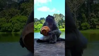 Cute monkey eating coconut 🥥🌴 #short