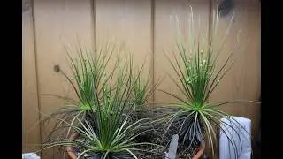 Dewy Pines are in Bloom 2 years later! Along with my Cephalotus Carnivorous Plants