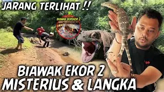 INI ANEH BANGET ‼️ BIAWAK BEREKOR 2 YANG LANGKA...