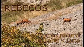 Rebecos, parque natural de Babia y Luna