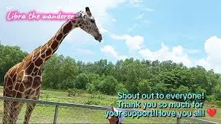 Calauit Safari Park Part 2 #travel #palawan #librathewanderer 
