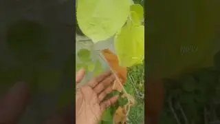 falsa plant Airlayering not success #fruitplant #gardening #shortvideo #trending