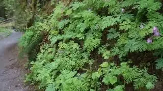 2020 0423 Kanaka Creek R  Park(North Fork Loop-Pine Ridge Trail-Canyon Trail Cliff Falls)+添