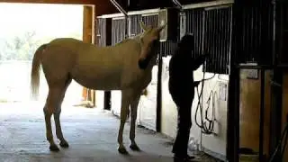 Tori (horse) backing into stall