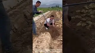 Digging potatoes together with tools! 🥔🛠️