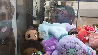 I WON A BIG OLE BUNNY! - Claw Machine Winning Skill Crane Grabber Game Wins FREEZE 