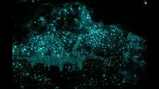 How to Photograph and Edit Glow Worms