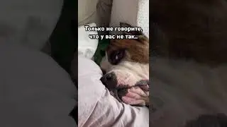 #амстаффРаф подписан? #стафф #собака #амстафф #суперсобака #блогер #животные #лайфстайл #стаффорд