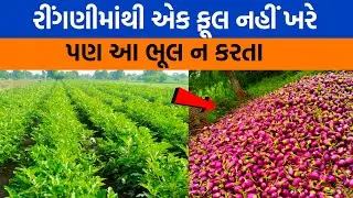 રીંગણીમાં ફૂલ ખરતું અટકાવવું || રીંગણીમાં ફાલ કેમ વધારો || ડોકામરડી ની દવા #ringani ni dava