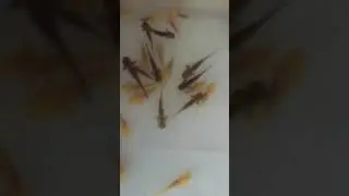 Juvenile axolotls (11 week old)