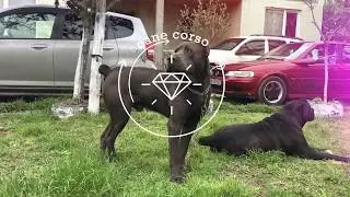 cane corso georgia