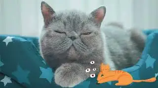 AI Video Marketing That Drives E-Commerce & DTC Brand Sales | Pet Brand Example