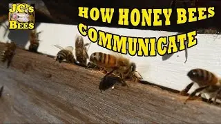 Как общаются медоносные пчелы. Часть 1 (Феромоны)