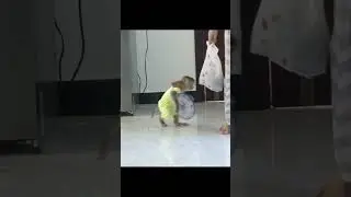 zuji carry plate walking #funnyanimal #pet #cutevideo