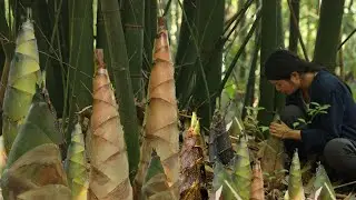[Bamboo shoot]The ultimate flavor in the world,winter bamboo shoots