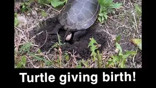 Turtle giving birth - dropping eggs. Minnesota