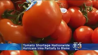 Price Of Tomatoes Going Up Due To Nationwide Shortage