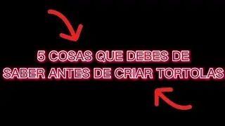 5 Cosas que Debes Saber Antes de Criar Tortolas