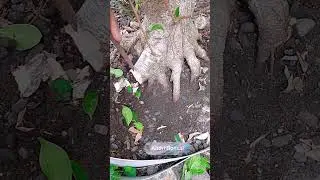 Merapikan bekas potongan akar, pohon kimeng.#bonsai #bonsaitree #bonsaiindonesia #bonsailovers