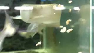 AquaZone(S.Korea) Fish Farm 