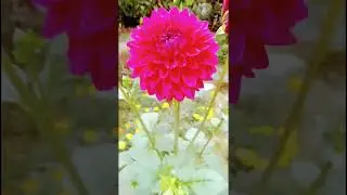 Beautiful garden inspiration for knowing more about plants food and nutrients comment below 