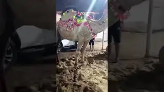 Beautiful Camel for Qurbani 2024   #mandi #camel #karachi Like / Subscribe my channel
