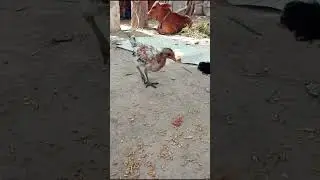 murgi ke bache chote chote | Chicken chicks video | Chicken chicken free sound #shorts