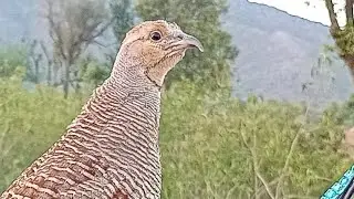 Gray Francolin Voice | Magical Teetar Sounds in the Wild | Soothing Nature Calls 🕊️