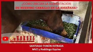 C&Oacute;MO INICIAR LA ALIMENTACI&Oacute;N DE NUESTRO CABALLO EN LA MA&Ntilde;ANA | On HORSES | Santiago Tob&oacute;n Estrada