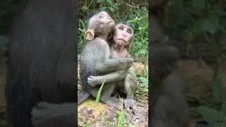 World is full of emotions🥹 #emotional #bonding #wildlife #youtubeshorts #animals #nature #shorts