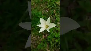 White Crocus | Crocus caeruleus #crocus #flowers #botany #garden #plantcollections #plantshorts