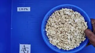 Cashew Nut Grade 29. LWPK- Large White Pieces _ Amartya Group India