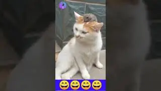 बिल्ली चूहा की कॉमेडी funny video Billi comedy#short #viral