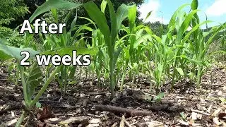 How I Grow Corn In Woodchips - The 3 Sisters