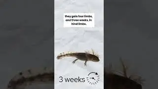Life Cycle of the Tiger Salamander