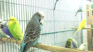 exhibition budgies breeding progre#budgies  holland budgies parrot colony budgies