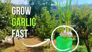 Fastest Way To Grow Garlic (Step-by-Step Guide)