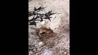 Jumping Mouse Making the Nest Entrance Inconspicous