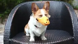 🐾Adjustable Dog Muzzle, Rhino Mouth Shape Anti Bite Silicone Pets Mouth Cover🎍