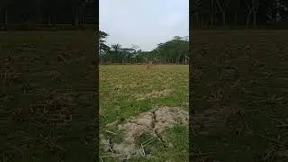 This is nice Islamic sound. #nature beauty #green #nature cow#Ramadan Time#Refness