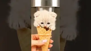 where is ice cream 😟 #shorts #cat #shortsfeed #kitten #ytshorts