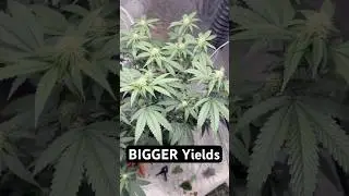 A Quick Tip To Increase Yields