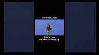How Dandelions Work &mdash; Nature&rsquo;s Genius Design #explore #shorts #learn