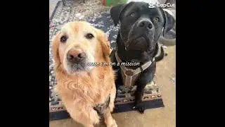 Odin and Panther, the doggy duo #pets #dogs #edit #fyp #cute