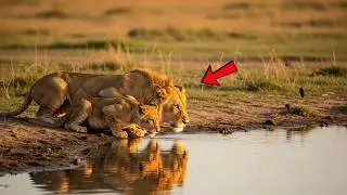 Lion Approaches a Man in Desperate Need &mdash; Then Something Shocking Happens Minutes Later