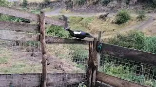 Mostrándoles a todos mis patos criollos _ Muscovy
