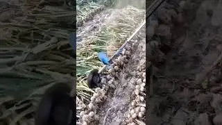 desi jugaad by farming #desi #jugaad #jugad #farming #kheti #technology